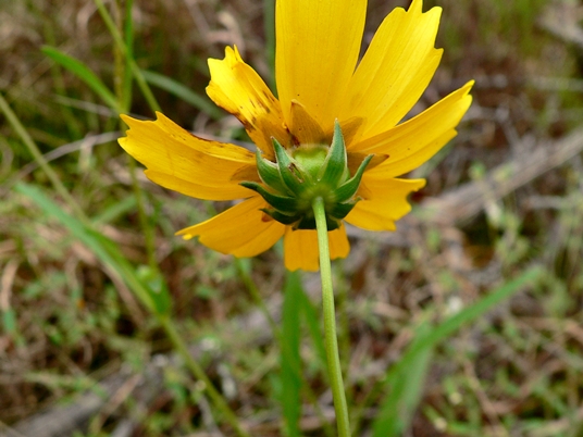 {Coreopsis lanceolata}